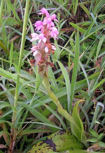 Satyrium nepalense